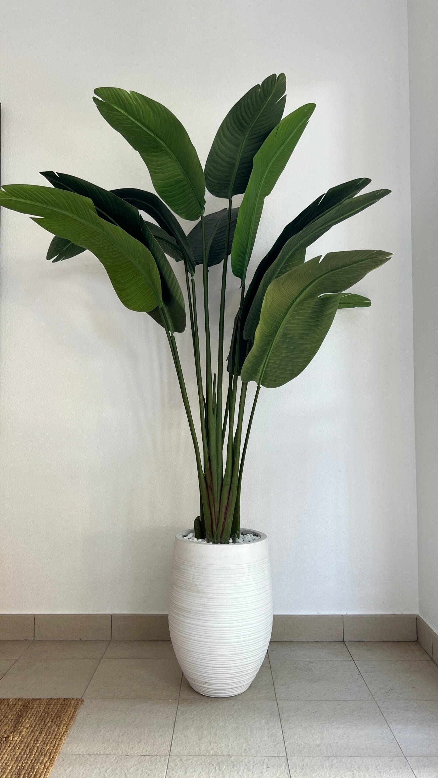 indoor plants banana tree Buy Zayne Banana Leaf Tree Online in Dubai, UAE